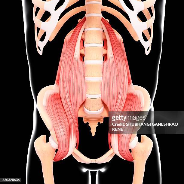 human hip musculature, computer artwork. - hip body part stock pictures, royalty-free photos & images