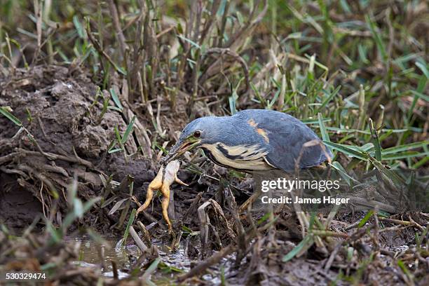 dwarf bittern (ixobrychus sturmii) with a platanna, kruger national park, south africa - african clawed frog stock pictures, royalty-free photos & images