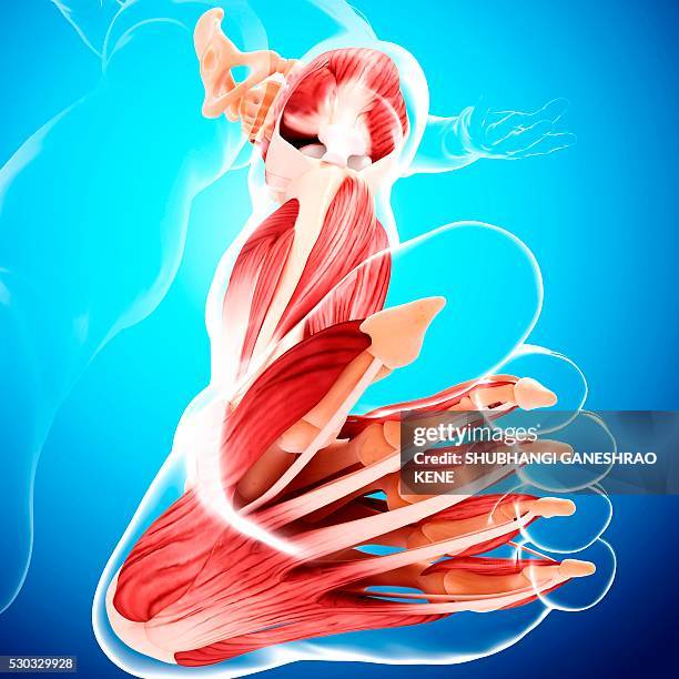 Extensor Patterning Leg 122 Extensor Tendon Stock Photos, High-Res Pictures, and Images - Getty ...