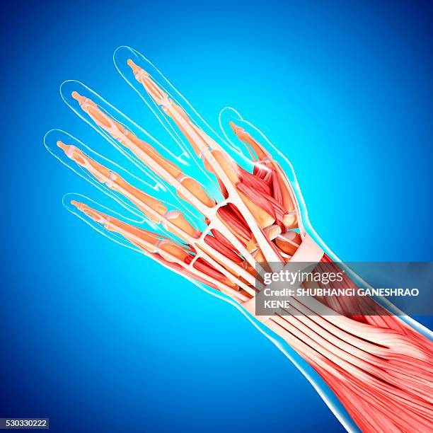 Wrist Forearm Anatomy Photos and Premium High Res Pictures - Getty Images