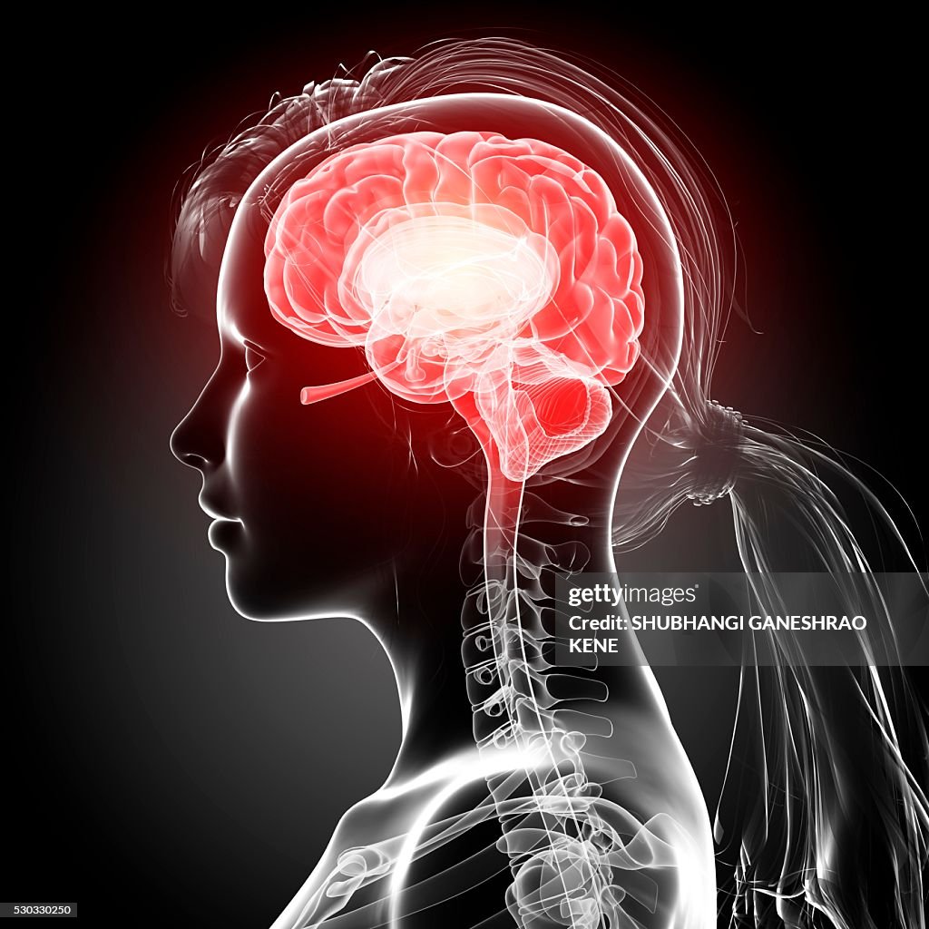 Female brain, computer artwork.