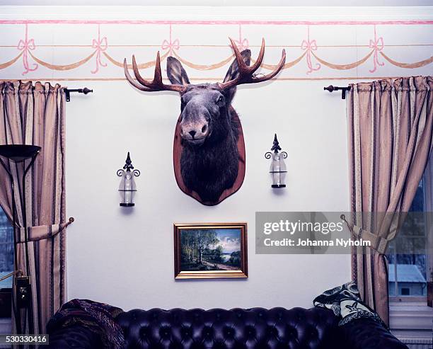 hunting trophy in living room - hunting trophy stock-fotos und bilder