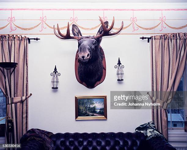 hunting trophy in living room - hunting trophy stock pictures, royalty-free photos & images