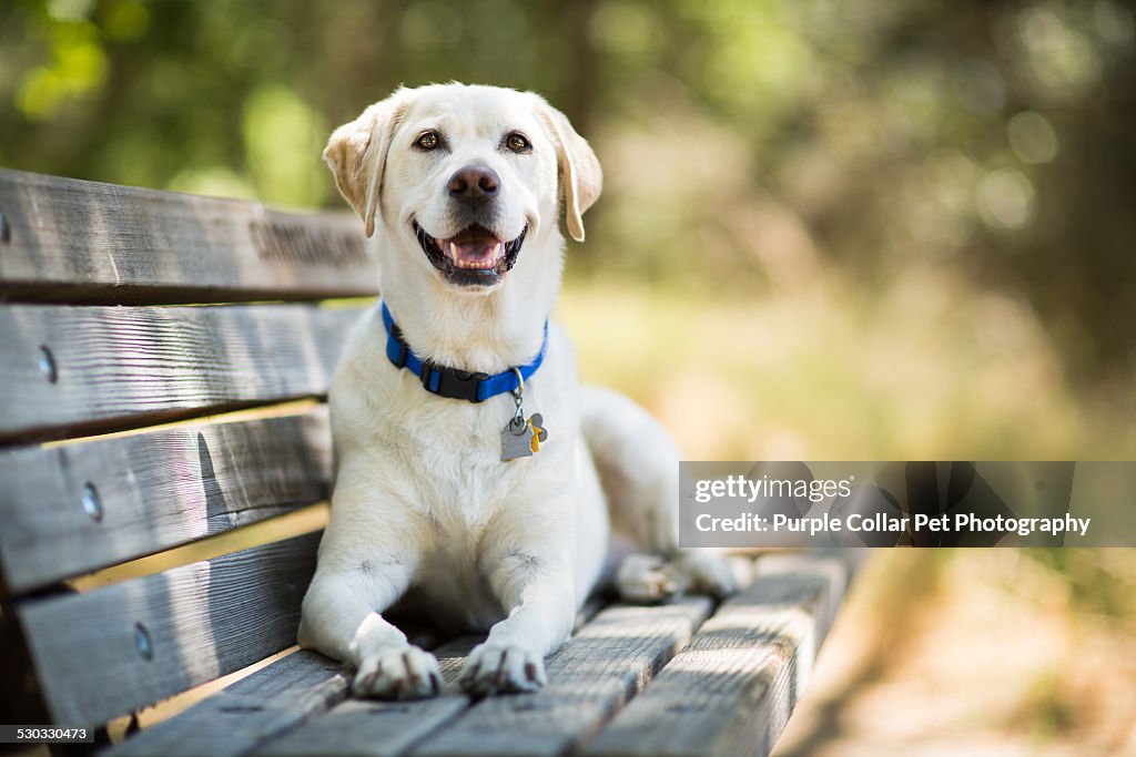Labrador Retriever Dog Smiles on Bench Outdoors