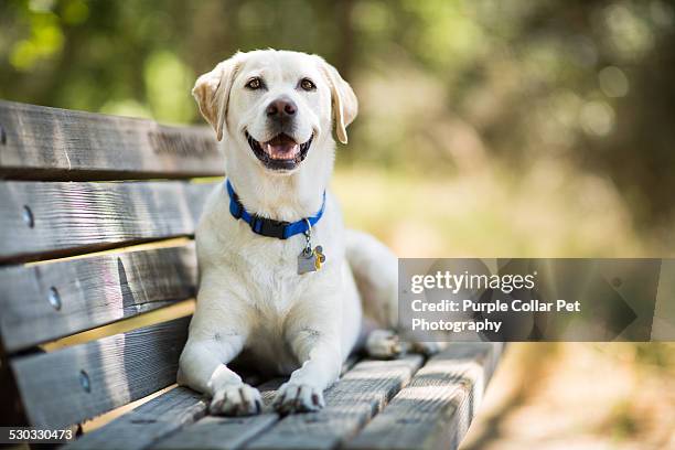 labrador retriever dog smiles on bench outdoors - labrador retriever foto e immagini stock