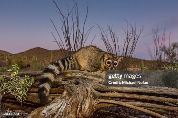 captive ringtail (bassariscus astutus) at sunset, arizona sonora desert museum, tucson, arizona, united states of america, north america - arizona sonora desert museum stock pictures, royalty-free photos & images