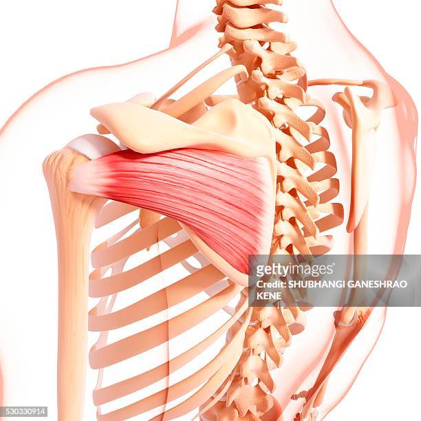 human shoulder musculature, computer artwork. - escapula fotografías e imágenes de stock