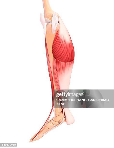 Extensor Aspect Leg Extensor Tendon Photos and Premium High Res Pictures - Getty Images
