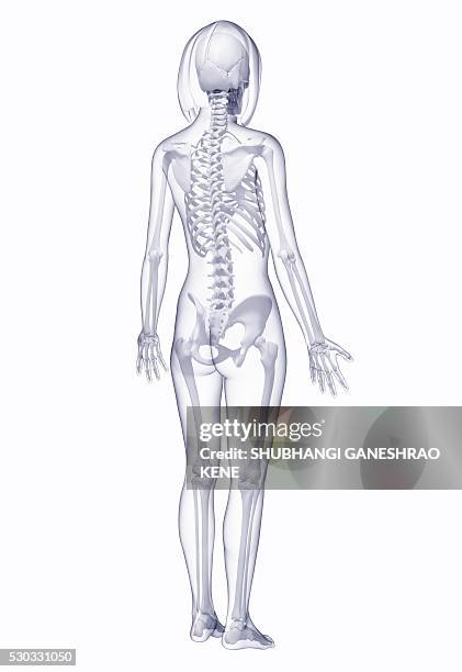 female skeleton, computer artwork. - skeleton back view stock pictures, royalty-free photos & images