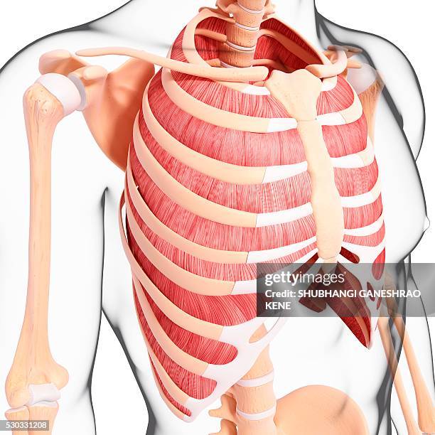 Chest Rib Muscle Chest Muscle Anatomy Photos and Premium High Res Pictures - Getty Images