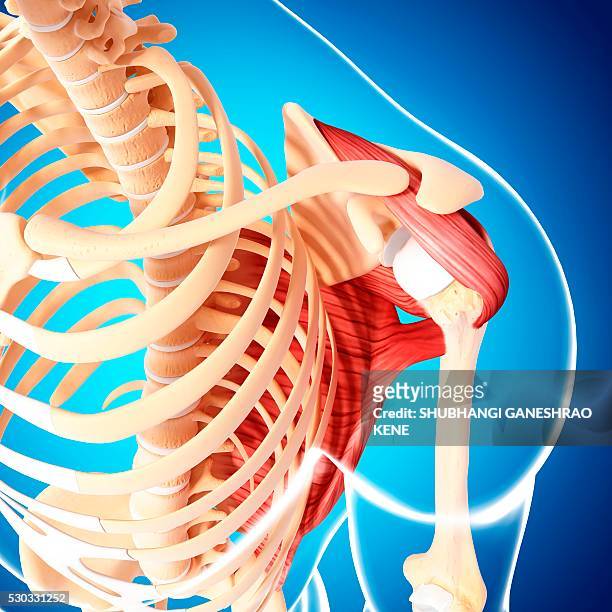 human shoulder musculature, computer artwork. - shoulder bone stock pictures, royalty-free photos & images