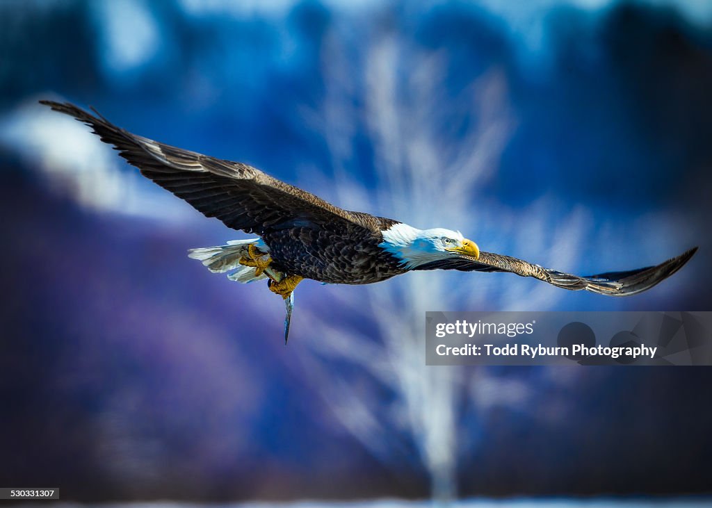 Bald Eagle carrying Fish