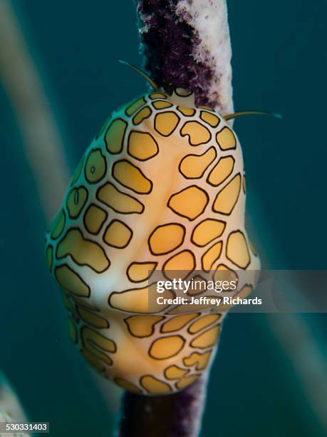 flamingo tongue at grand cayman - flamingo tongue snail stock pictures, royalty-free photos & images