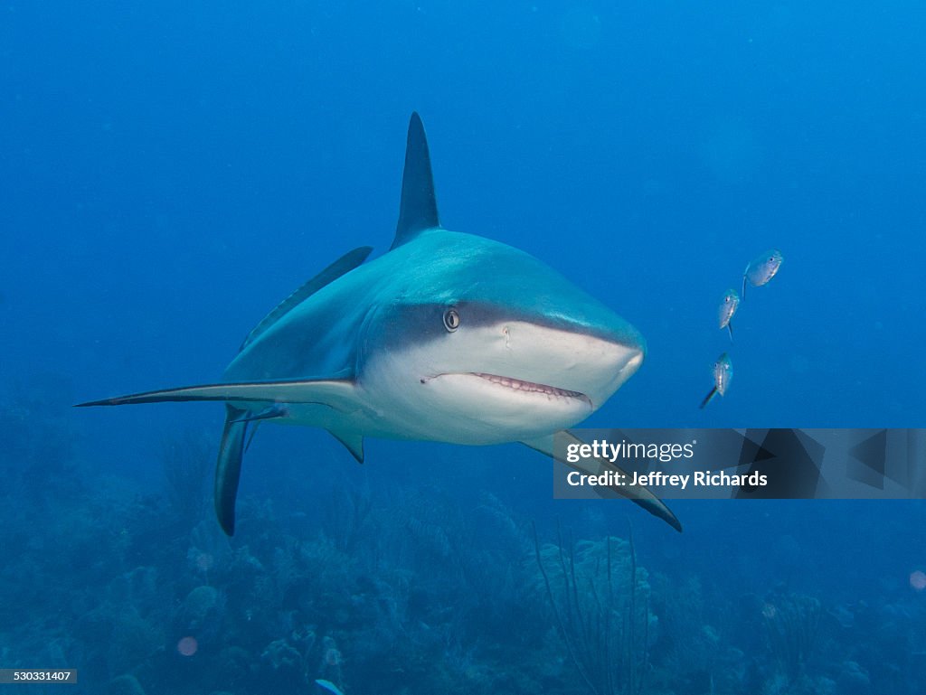 Caribbean Reef Shark