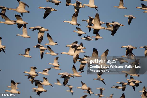 flock of snow geese - schneegans stock-fotos und bilder