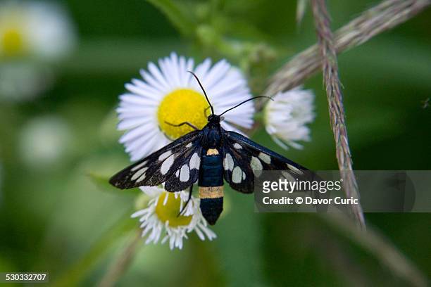 nine-spotted moth at flower - nine spotted moth stock pictures, royalty-free photos & images