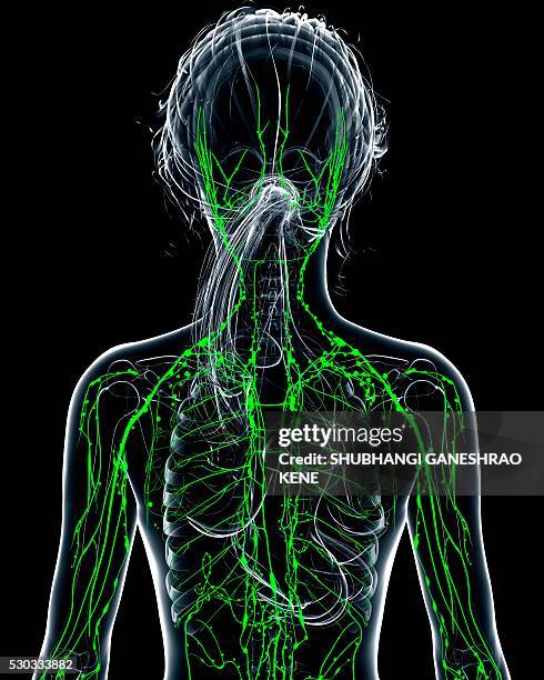 female lymphatic system, computer artwork. - lymph node stock pictures, royalty-free photos & images