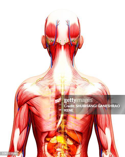 human anatomy, computer artwork. - human anatomy organs back view fotografías e imágenes de stock