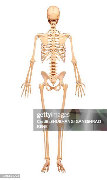 Human Computer Skeleton Human Skeleton Computer Artwork High-Res Stock Photo - Getty Images