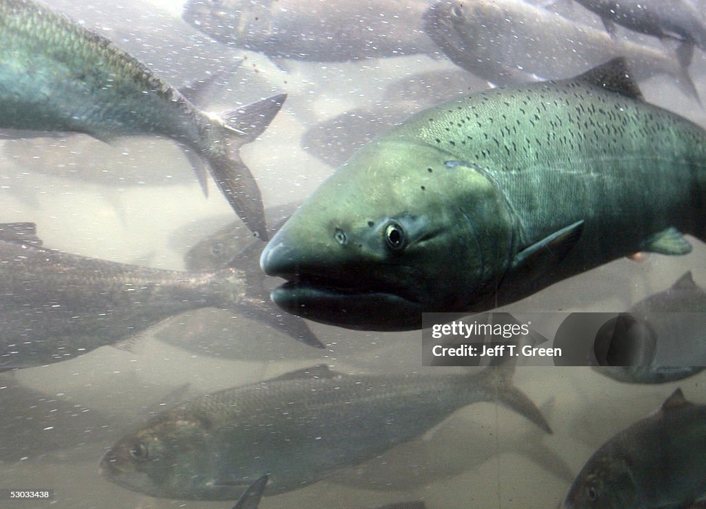 Bush Salmon Protection Plan Under Fire In Courts