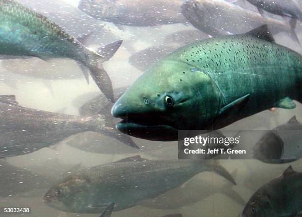 Chinook salmon, along with a school of shad, pass through the viewing room at McNary Lock and Dam on the Columbia River, June 7, 2005 near Umatilla,...