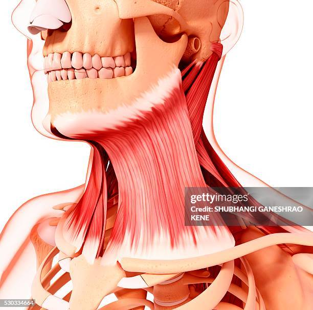 Anatomy Of Neck Muscles Photos and Premium High Res Pictures Biology Diagrams