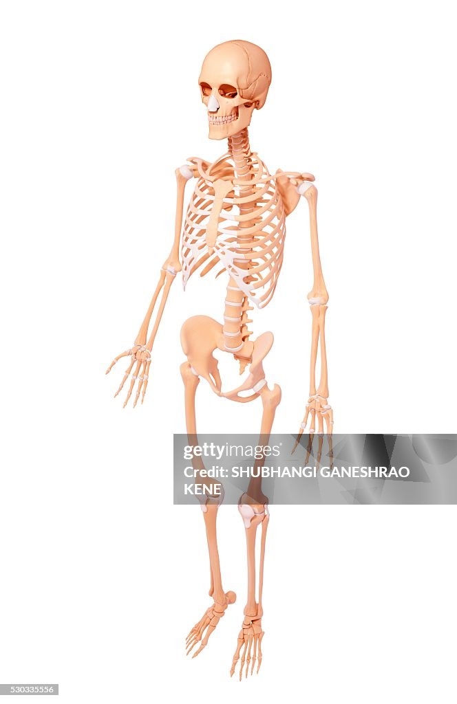 Human Computer Skeleton Human Skeleton Computer Artwork High-Res Stock Photo - Getty Images