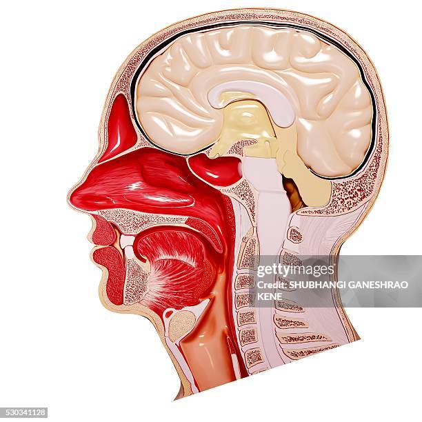 human head anatomy, computer artwork. - human tongue foto e immagini stock