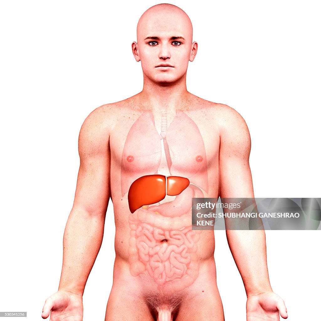 Male anatomy, computer artwork.