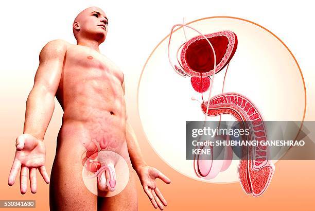 male urinary system, computer artwork. - prostate stockfoto's en -beelden