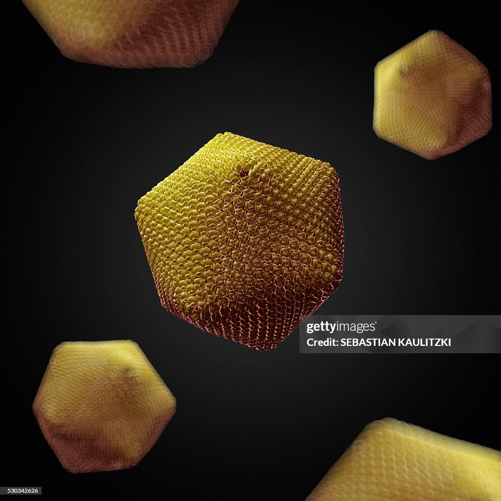 Paramecium bursaria Chlorella virus 1 (PBCV-1) virus, computer artwork.