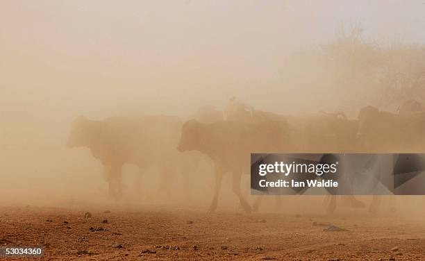 Cattle roam through thick bull dust at Wilpoorinna sheep and cattle station June 7, 2005 in Leigh Creek, Australia. Australia is enduring its worst...