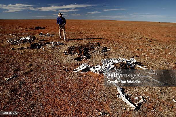 Stockman Gordon Litchfield from Wilpoorinna sheep and cattle station stands by dead horses and cattle on his property June 7, 2005 in Leigh Creek,...