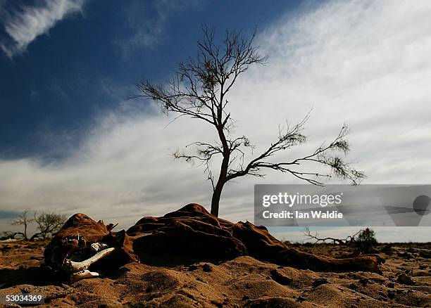 Bones from dead livestock lie in the sand at Wilpoorinna sheep and cattle station June 7, 2005 in Leigh Creek, Australia. Australia is enduring its...