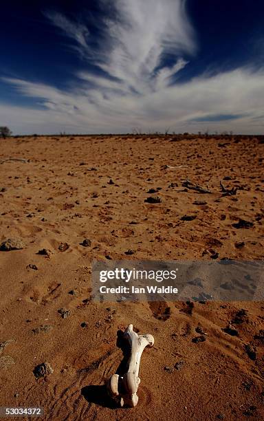 Bone from dead livestock lies in the sand at Wilpoorinna sheep and cattle station June 7, 2005 in Leigh Creek, Australia. Australia is enduring its...