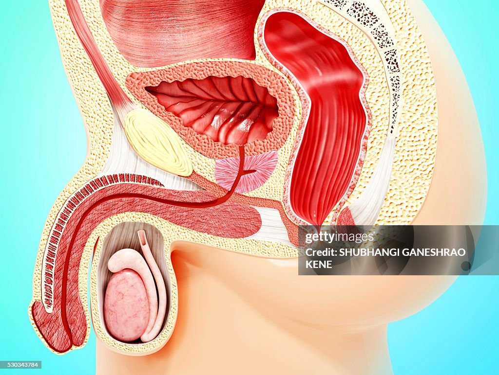 Male reproductive system, computer artwork.