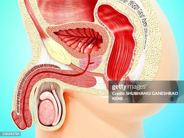 male reproductive system, computer artwork. - male reproductive anatomy stock pictures, royalty-free photos & images