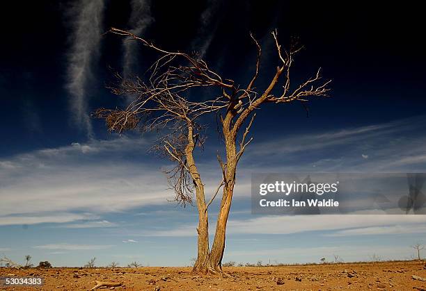 File photo shows a dead tree at Wilpoorinna sheep and cattle station June 7, 2005 in Leigh Creek, Australia. An Australian Federal Government report...