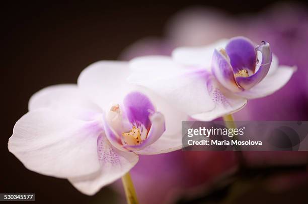 doritaenopsis orchid soka doll flowers - doritaenopsis stock pictures, royalty-free photos & images