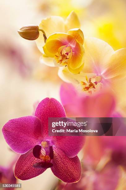 multicolor phalaenopsis orchid hybrids in bloom - doritaenopsis stock pictures, royalty-free photos & images