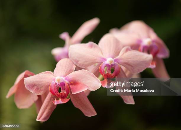 doritaenopsis orchid kristi leigh flowers - doritaenopsis stock pictures, royalty-free photos & images