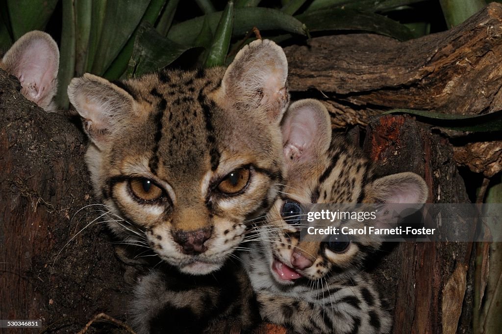 Mother and Baby Margay