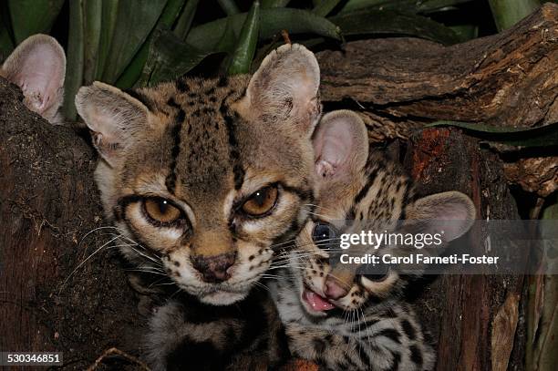 mother and baby margay - margay stock pictures, royalty-free photos & images