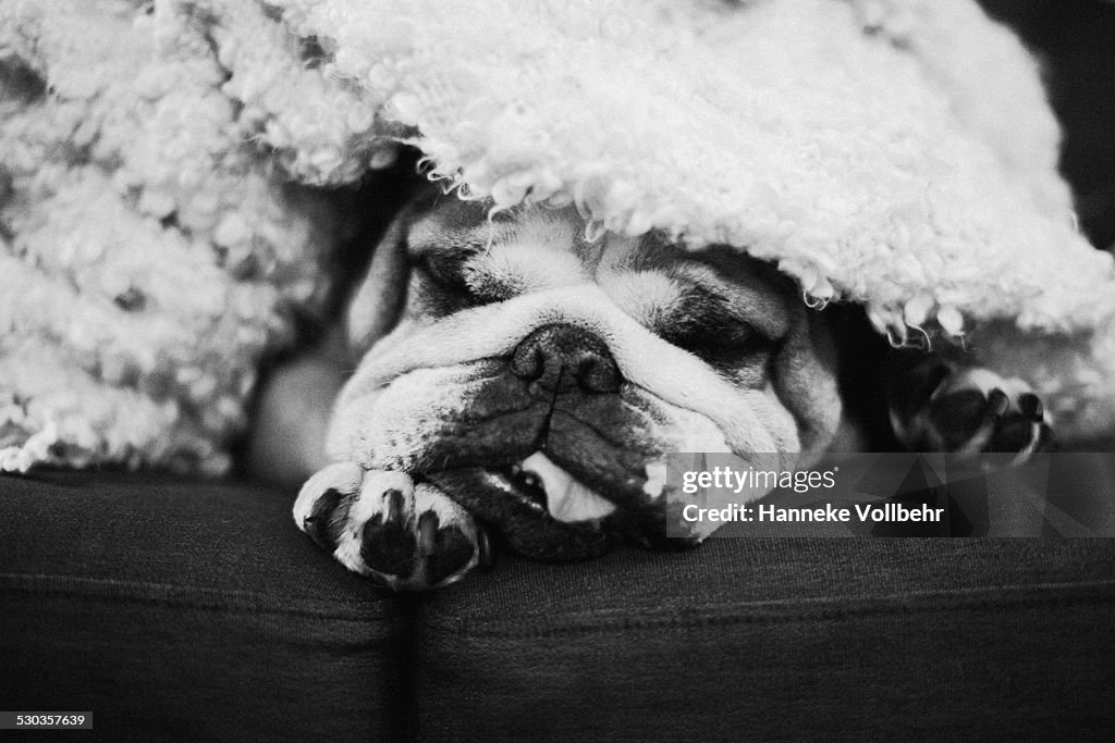 English bulldog sleeping covered with blanket