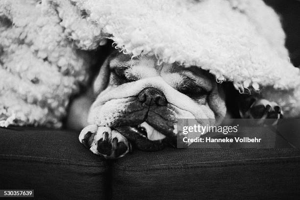 english bulldog sleeping covered with blanket - hanneke vollbehr bildbanksfoton och bilder