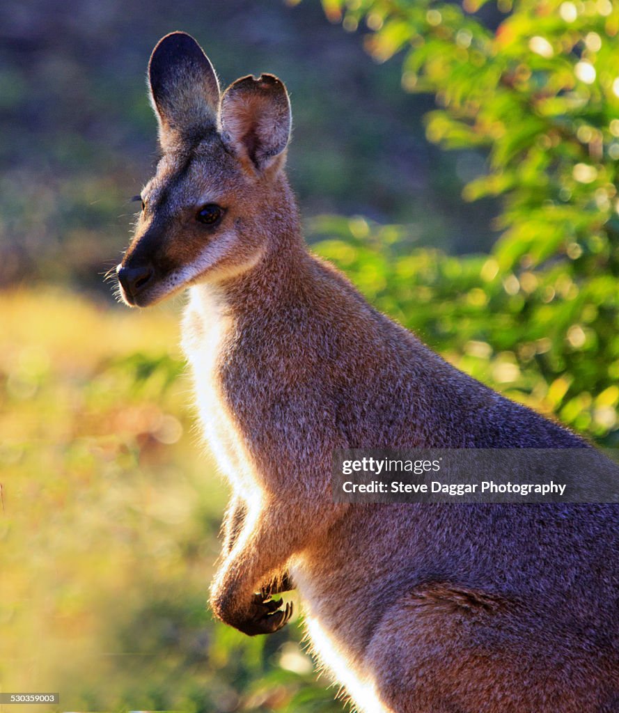 Australian Wallaby