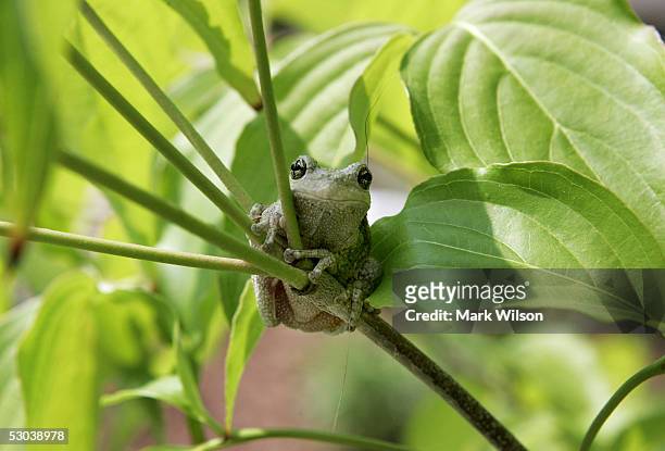 Tree frog sits on a branch June 8, 2005 in Owings, Maryland. The state of Maryland is home to several species of frogs each of which have their own...