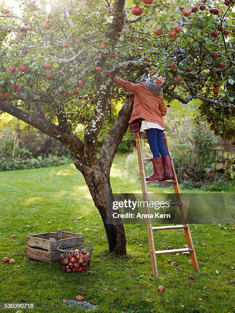 girl on ladder picking apples, varmdo, uppland, sweden - apple tree 個照片及圖片檔