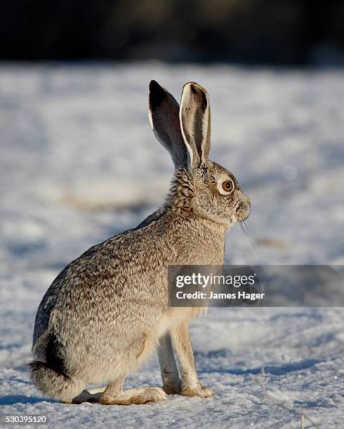 blacktail jackrabbit (lepus californicus) in the snow, antelope island state park, utah, united states of america, north america - jackrabbit stock pictures, royalty-free photos & images