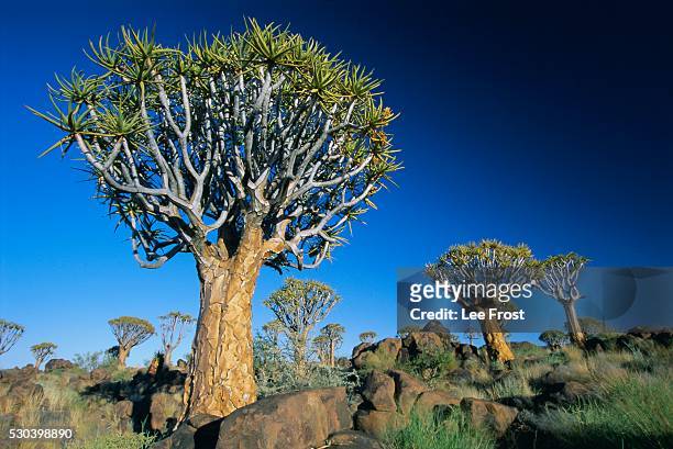 quivertrees (kokerbooms) in the quivertree forest (kokerboomwoud), near keetmanshoop, namibia, africa - quivertree forest stockfoto's en -beelden